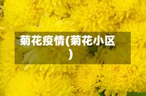 菊花疫情(菊花小区)
