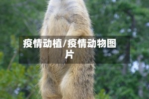 疫情动植/疫情动物图片