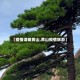 【疫情清明黄山,黄山疫情旅游】