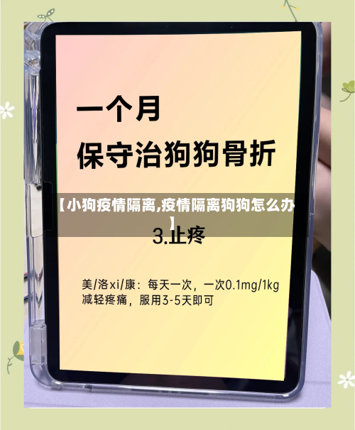 【小狗疫情隔离,疫情隔离狗狗怎么办】-第1张图片