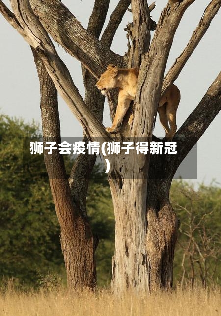 狮子会疫情(狮子得新冠)-第2张图片