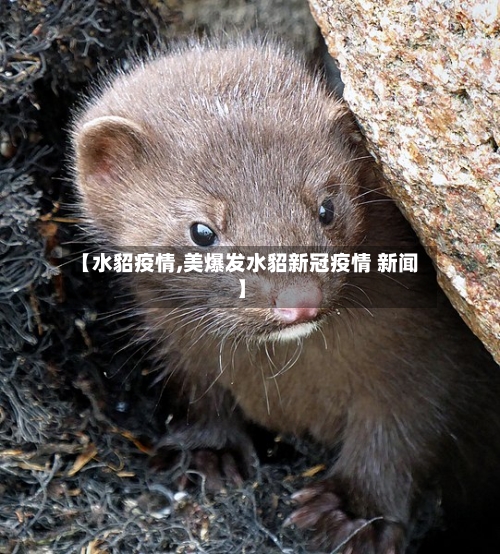【水貂疫情,美爆发水貂新冠疫情 新闻】-第2张图片